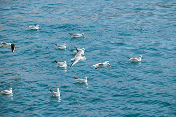 A flock of seagulls, Seascape