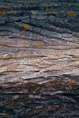 Colorful tree bark texture background. The surface of hardwood.