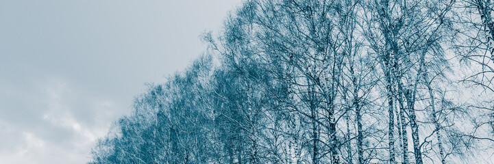 Birch trunks in deciduous forest. Winter season in the countryside.