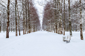 Winter snowy landscape. Snow-covered alley in the park on a frosty day. Winter walk in the garden.