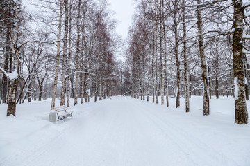 Winter snowy landscape. Snow-covered alley in the park on a frosty day. Winter walk in the garden.