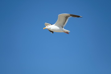 Bird - Seagull