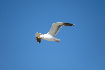 Bird - Seagull