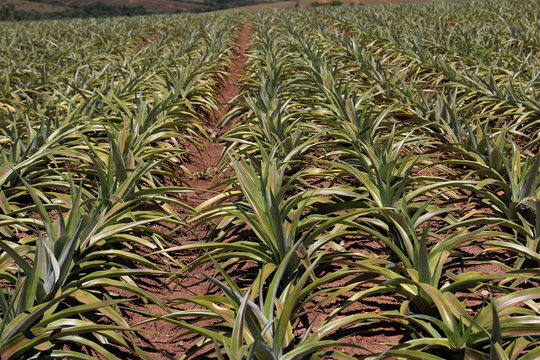 Close up of new pineapple plants in a field.