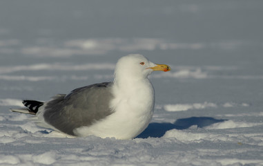 Herring gull in the snow