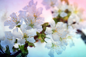 Blossom tree over colorful nature background. Spring background.