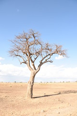 Árbol sin hojas solitario en la sabana detrás cielo azul, blanco y despejado en el parque Nacional de Mikumi en Tanzania