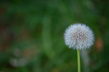 Dandelion