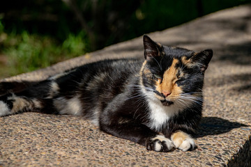 Naklejka na ściany i meble Tortoiseshell calico cat relaxing in sunshine