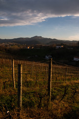 Fototapeta na wymiar Empty wineyards in Hondarribia