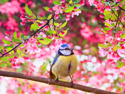 sweetie bird blue tit sitting on the branches of an Apple tree in pink colors in the may spring fragrant garden