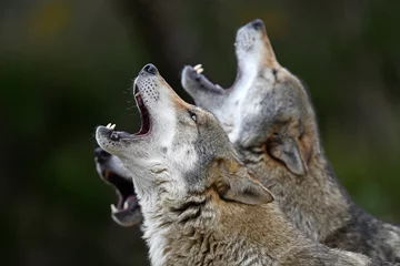 Schilderijen op glas heulende Wölfe (Canis lupus lupus) - howling european wolves © bennytrapp