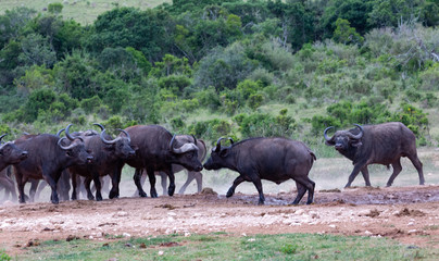 buffalo meeting