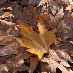 Photo for background. In the photo, a lot of dry maple leaves. One of the leaves is highlighted. The sun is shining on the leaves.