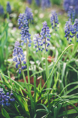 Spring hyacinths at the meadow. Spring, fresh start, new beginning, quiet time outdoors concept