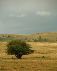Fototapeta na wymiar Lonely green bush on meadow on cloudy day.