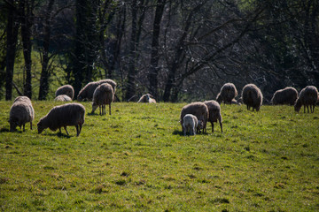 Sheep group enjoying the sun.