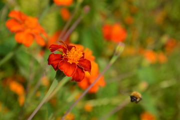 red & orange flowers