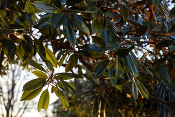 green magnolia leaves in the sunset light in the golden light