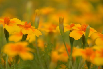 orange & yellow flowers