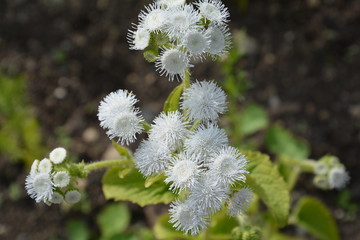 white flowers