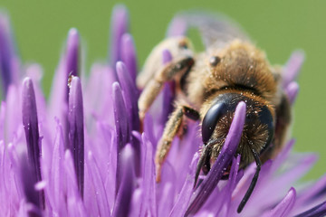 bee on flower 