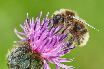 bee on flower 