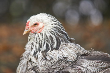 chicken on a Farm