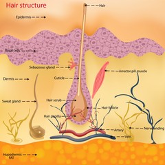 The anatomical structure of the hair on the head of a person under a microscope close-up. Vector illustration. Hair under the skin.