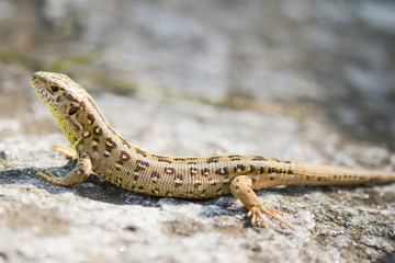 lizard on the ground