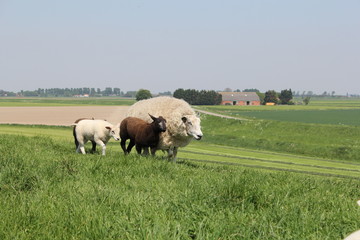 a white sheep is running with three lambs over the green sea wall in holland in spring