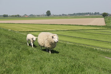 a white sheep and a lamb waking at a green grass field in holland in springtime