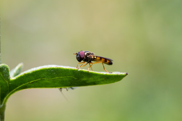 fly on leaf