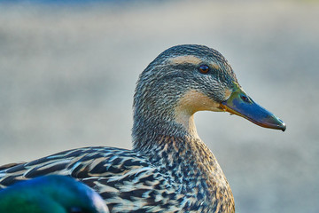 wild duck on water