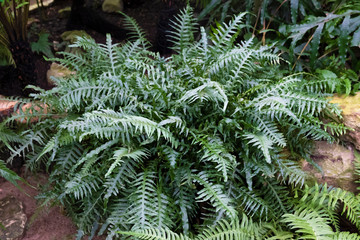 green Bush of fern. Herbaceous plant