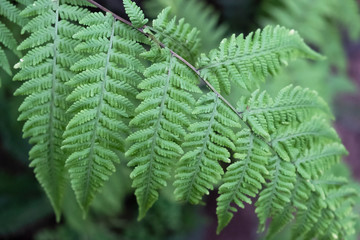 Beautiful green fern leaves. Herbaceous plant