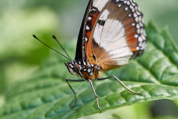 Butterfly on a Flower