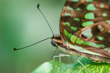 Butterfly on a Flower