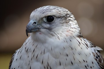 Halcon gerifalte