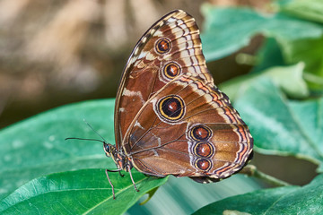 Butterfly on a Flower