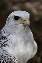 Halcon gerifalte