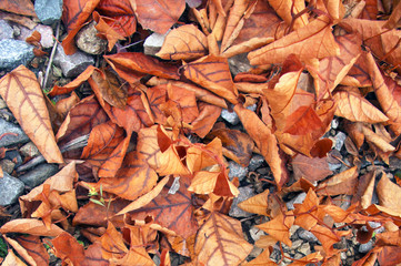 orange autumn leaves lie on stones