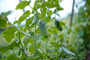 Fototapeta premium Top cucumber Cucumis sativus sprout with young leaves and antennaeCucumber in garden is tied up on trellis.