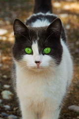 Portrait of a cat with green eyes