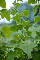 Top cucumber Cucumis sativus sprout with young leaves and antennaeCucumber in garden is tied up on trellis.