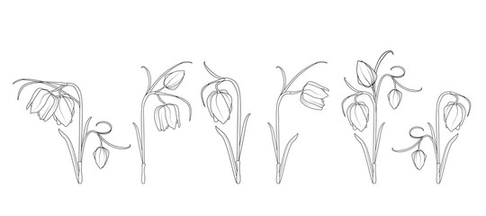 Wild tulip spring flowers black and white engraved ink art. Isolated illustration floral elements collection set.