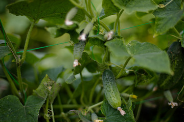 Top cucumber Cucumis sativus sprout with young leaves and antennaeCucumber in garden is tied up on trellis.