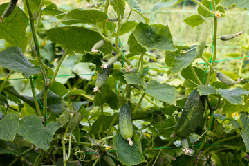 Top cucumber Cucumis sativus sprout with young leaves and antennaeCucumber in garden is tied up on trellis.