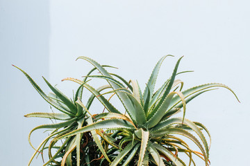 Close up of an Aloe Cactus plant, isolated in front of a white stone wall
