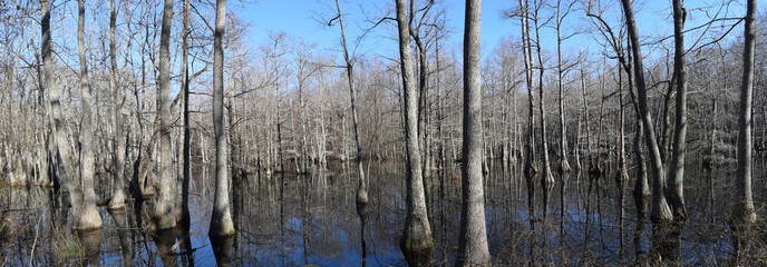 Chakchiuma Swamp in Lee Tartt Nature Preserve in Grenada, Mississippi